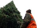 Житомир: В Житомире на площади установили новогоднюю елку Житомир: В Житомире на площади установили новогоднюю елку