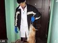 Житомир: Из-за бешеной лисы в Житомире объявлен карантин