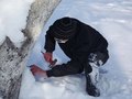 Житомир: В Житомирском ботсаду активисты зашиповали деревья