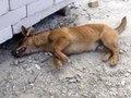 Происшествия: В Житомире отравленные собаки подыхают на глазах у людей Происшествия: В Житомире отравленные собаки подыхают на глазах у людей